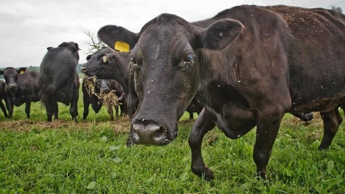 Avertismentul fermierilor: România va fi țara cea mai afectată de acordul UE cu statele din America de Sud. Impact devastator