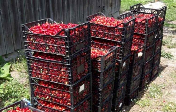 Economica.net | Luna mai vine anul acesta fără cireșe românești. Frigul din aprilie este de vină