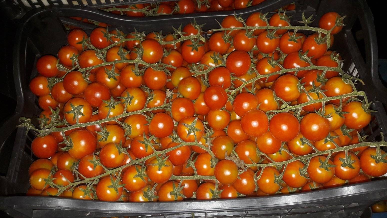 Economica.net | Prețul roșiilor la poarta fermelor din Spania înainte să ajungă în magazinele din România