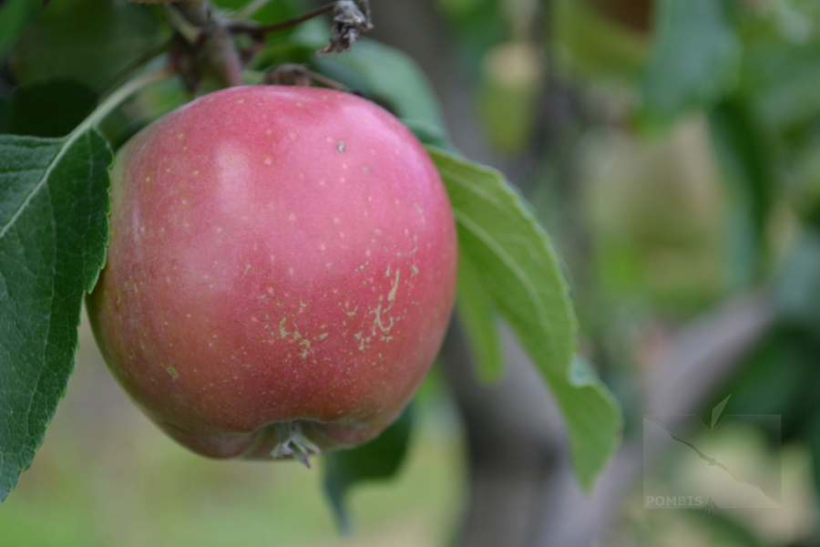 2025 este un an dificil pentru afacerile cu fructe românești. Producătorii au fost nevoiți să vândă din terenuri pentru a-și