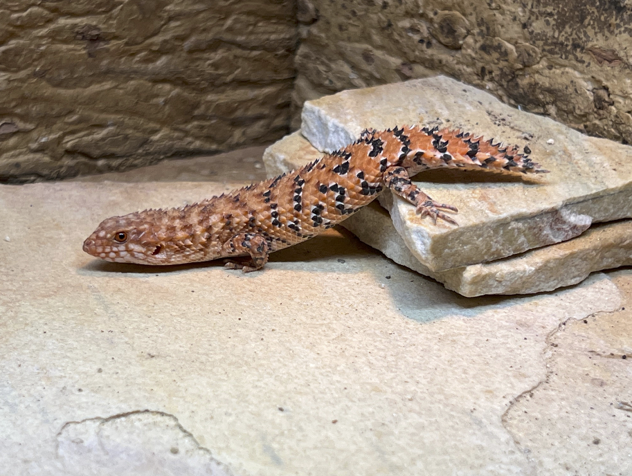 Capture d’écran 2025-09-14 à 11.37.04.png