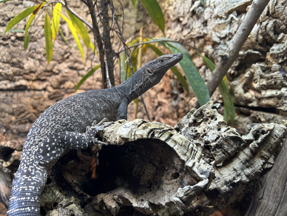 Capture d’écran 2025-09-14 à 11.36.56.png