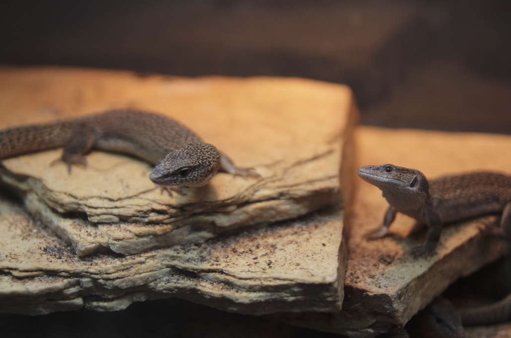 Capture d’écran 2025-09-14 à 11.35.27.png