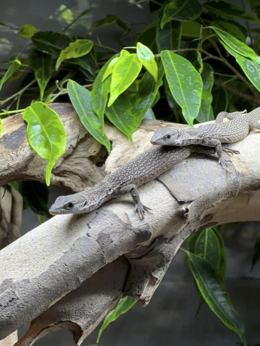 Capture d’écran 2025-09-14 à 11.35.15.png