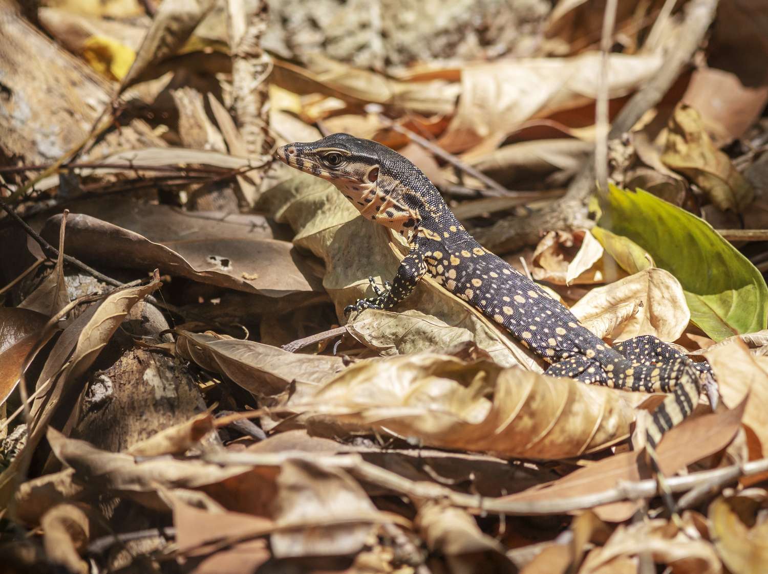 reptile-avec-des-taches-colorees-assis-dans-un-tas-de-feuilles.jpg