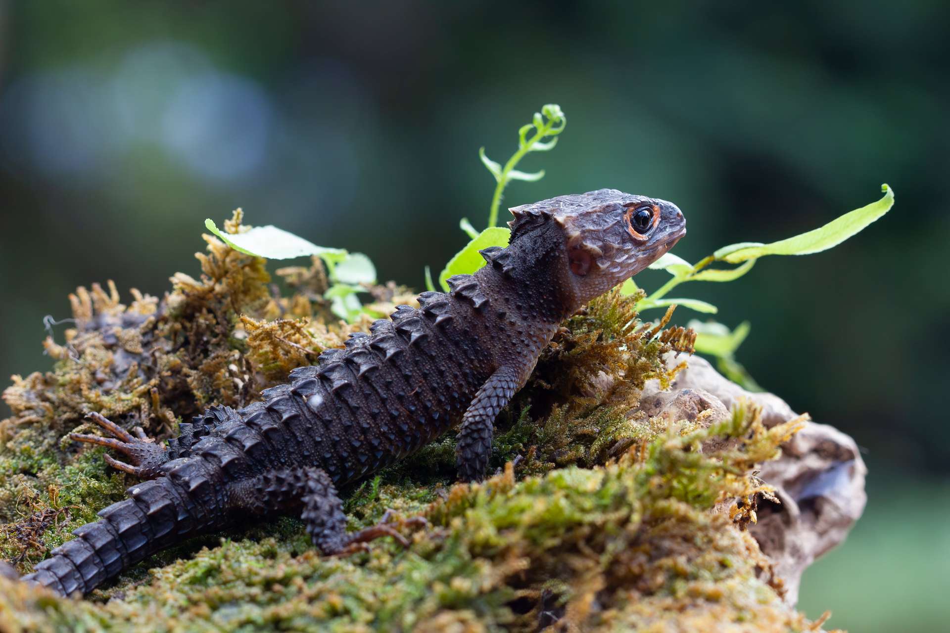 scinque-de-crocodile-bronzer-sur-le-plan-rapproche-de-scinque-de-crocodile-de-mousse.jpg