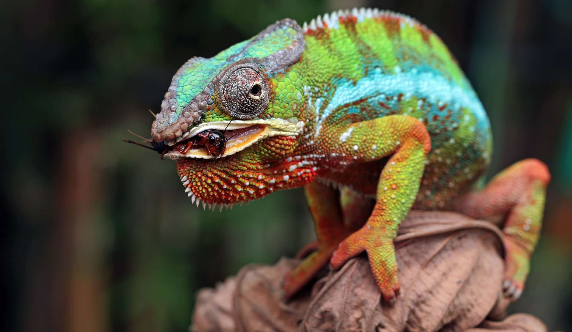 beautiful-chameleon-panther-chameleon-panther-branch.jpg