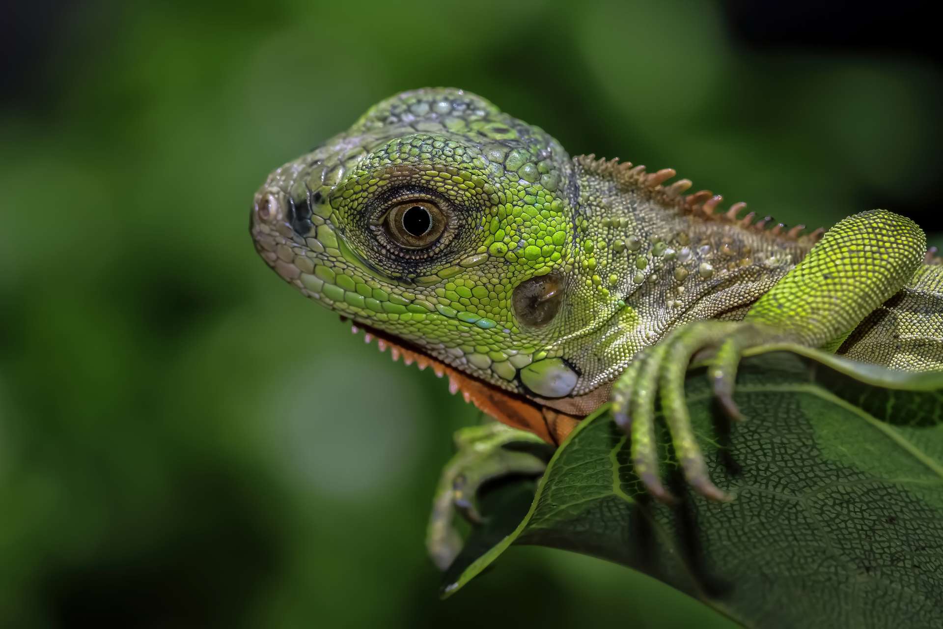 beau-bebe-iguane-rouge-gros-plan-tete-sur-gros-plan-animal-en-bois_1.jpg