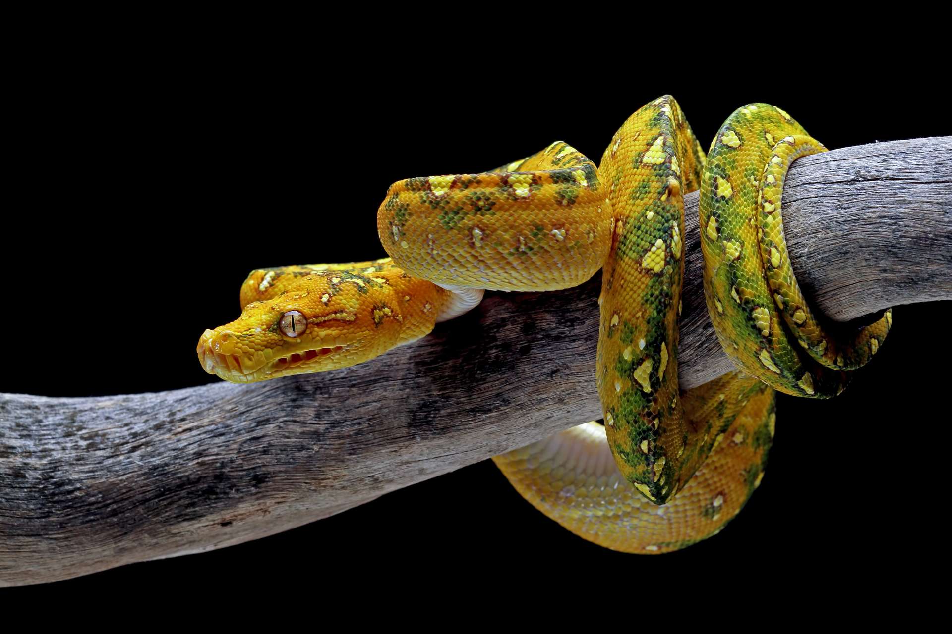 green-tree-python-juvenile-closeup-branch-with-black-background_1.jpg