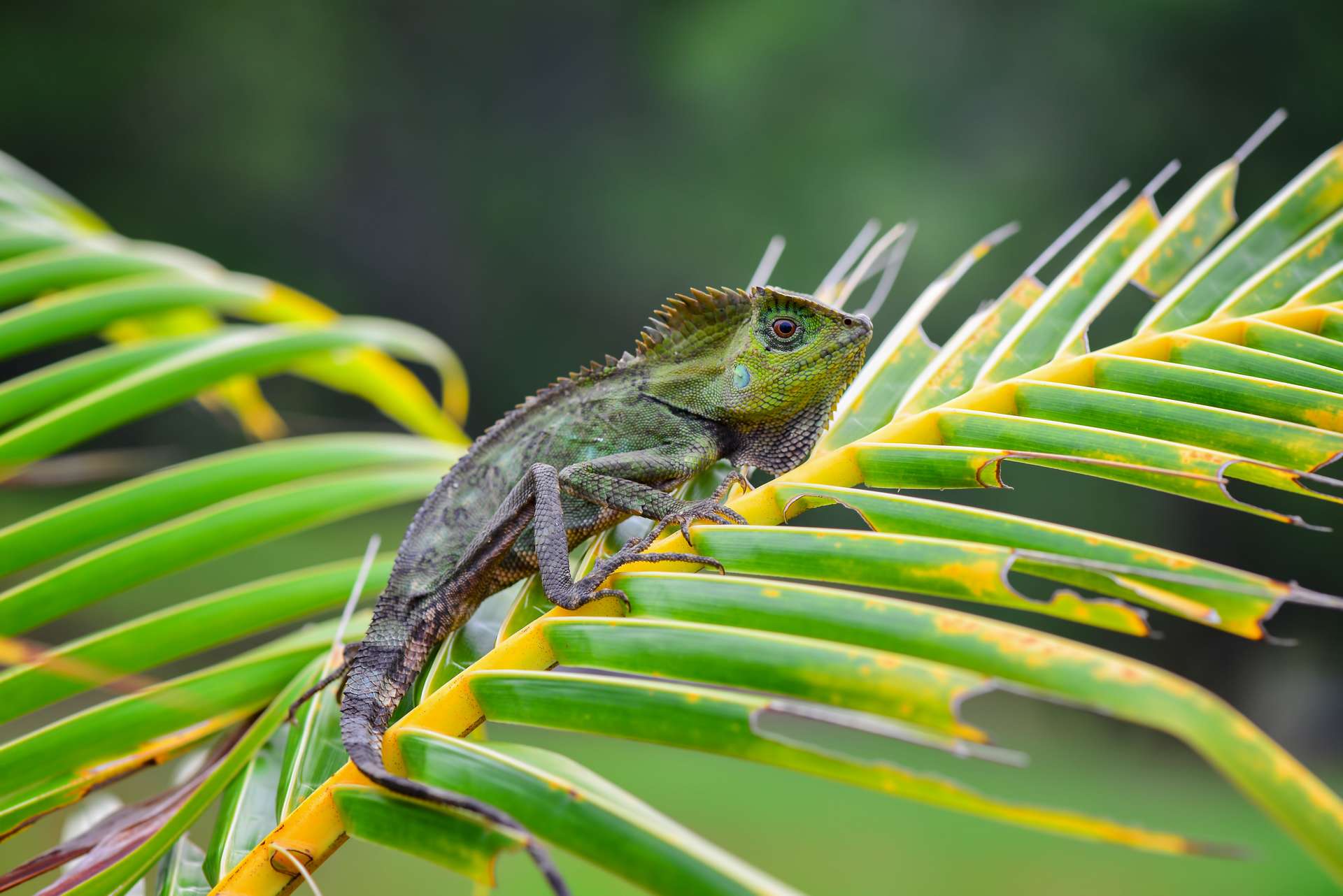 forest-dragon-lizard-branch-tropical-garden.jpg