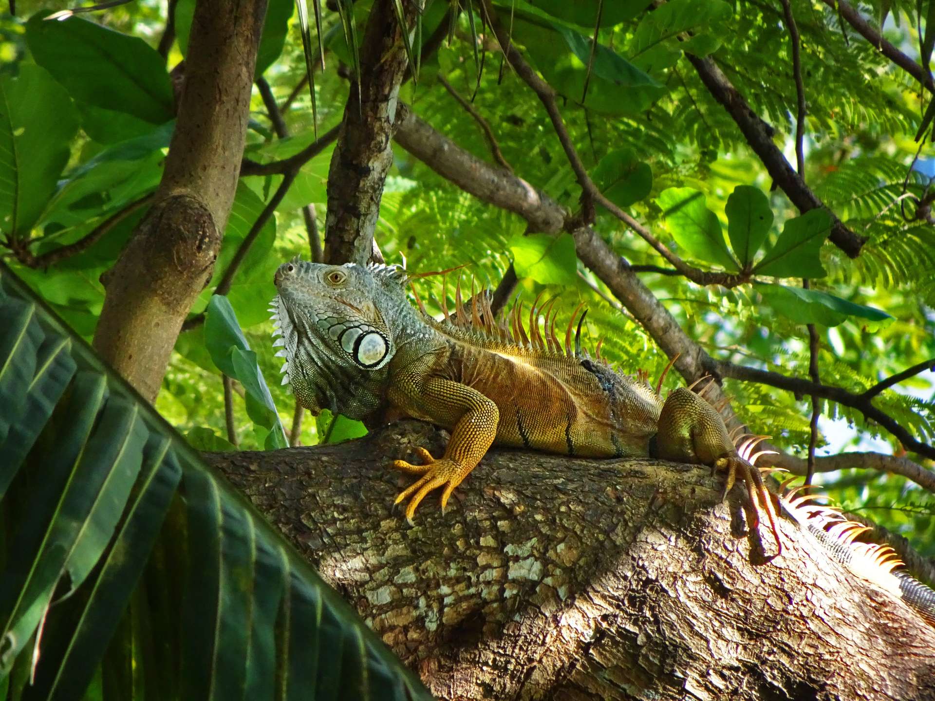 green-iguana-sits-jungle.jpg