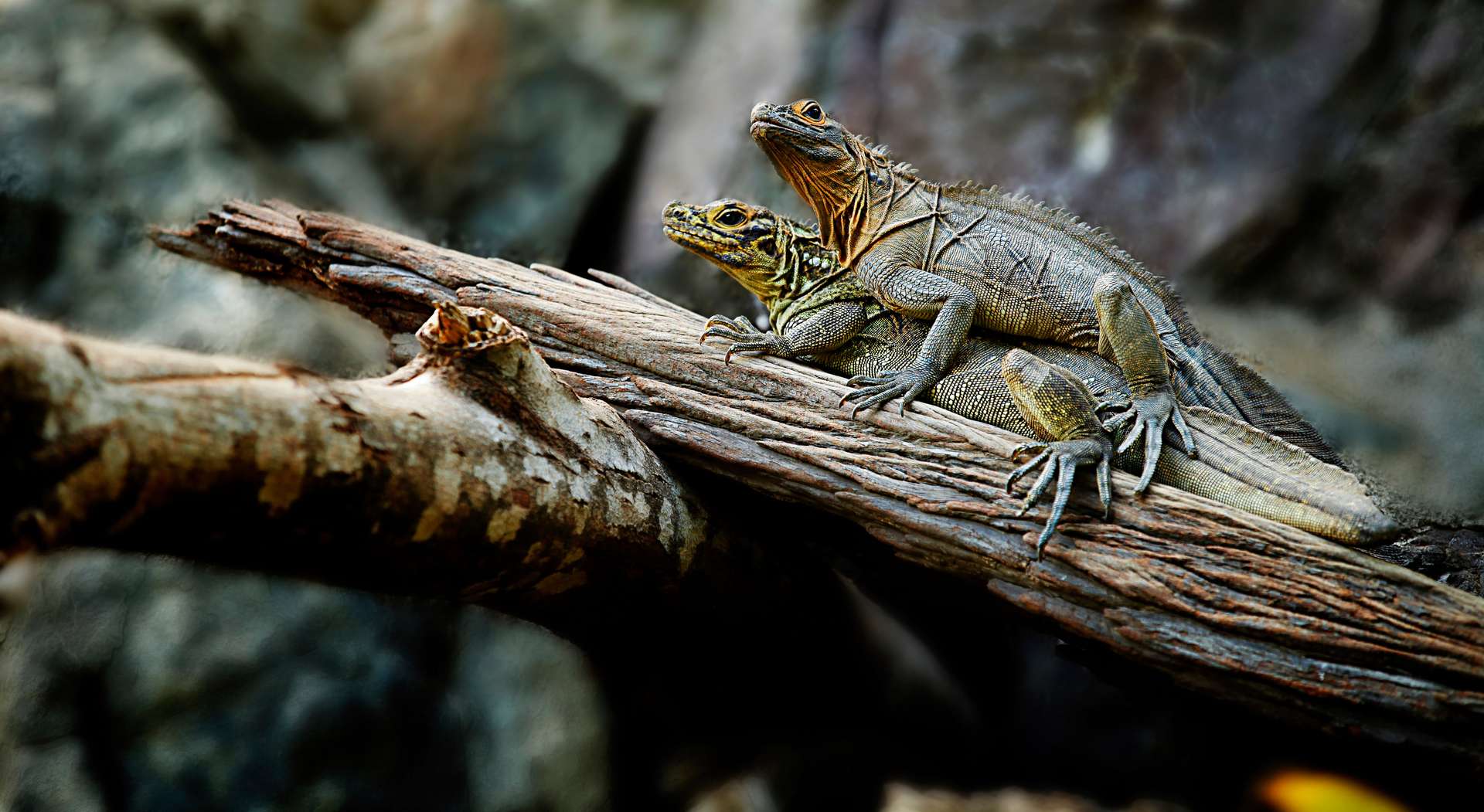 close-up-lizards.jpg