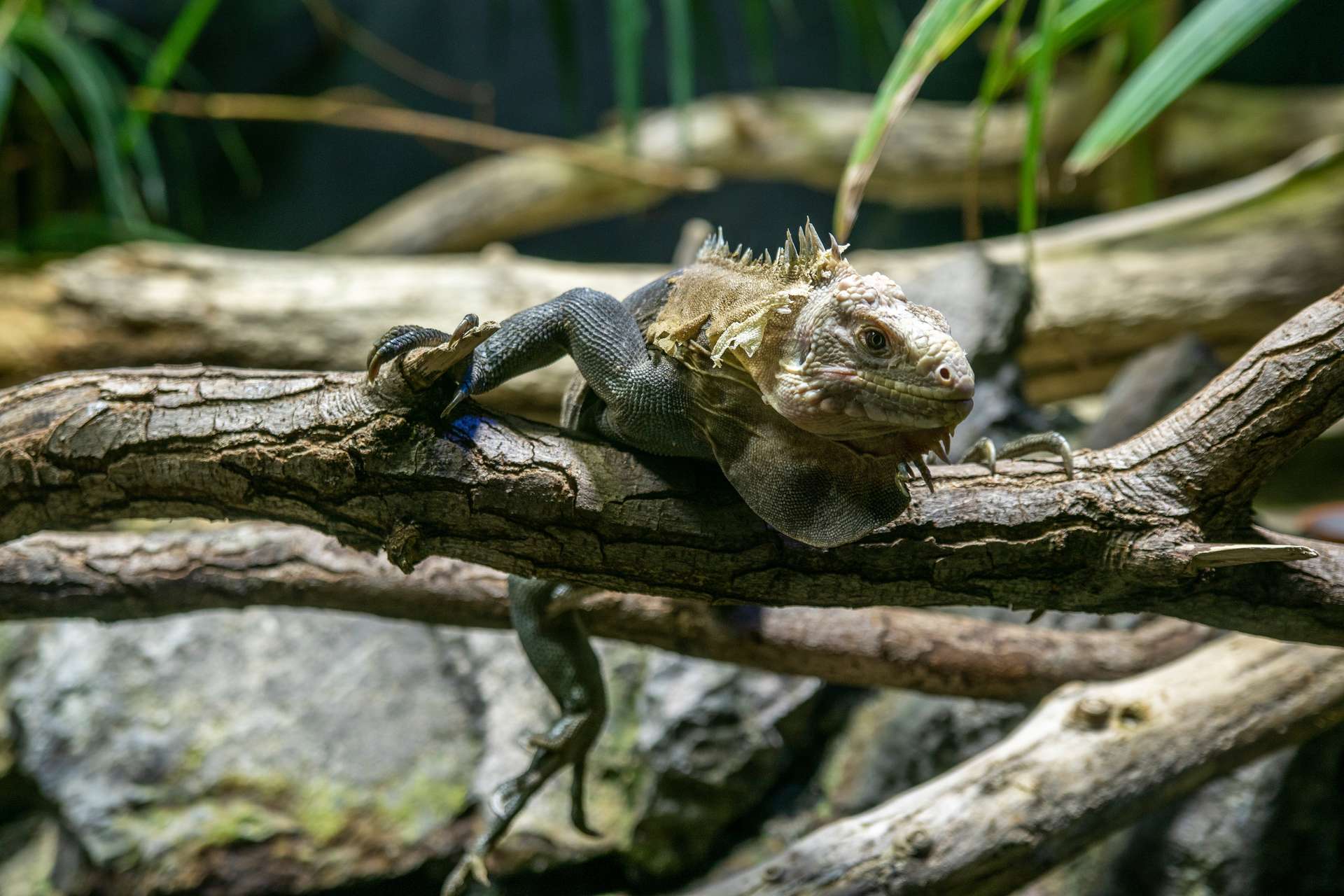 green-iguana-iguana-portrait-close-up.jpg