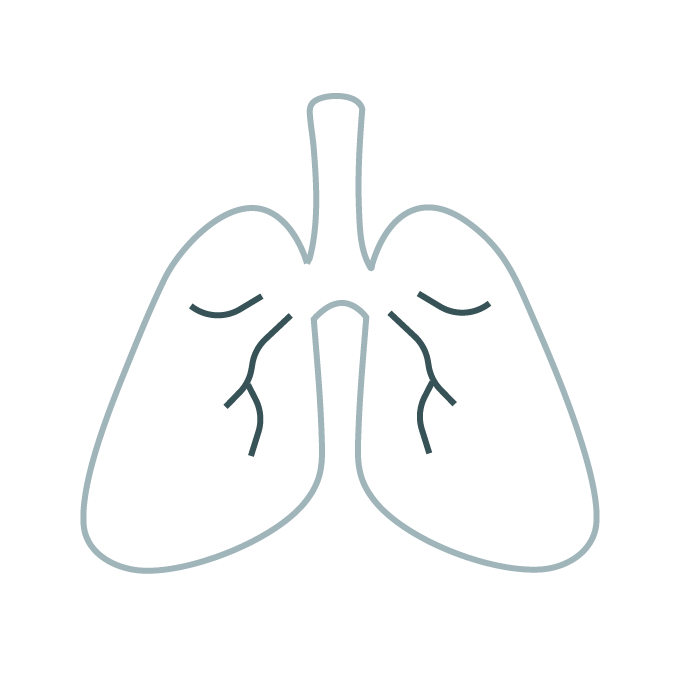 Simple line drawing of human lungs with bronchial branches.