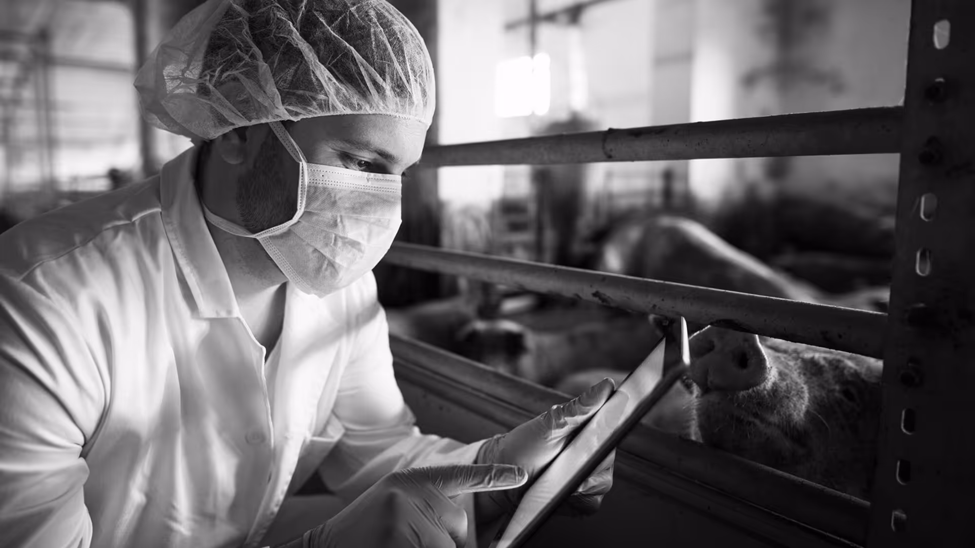 Veterinarian wearing protective hairnet, mask, and gloves using a tablet while inspecting a pig in a barn.