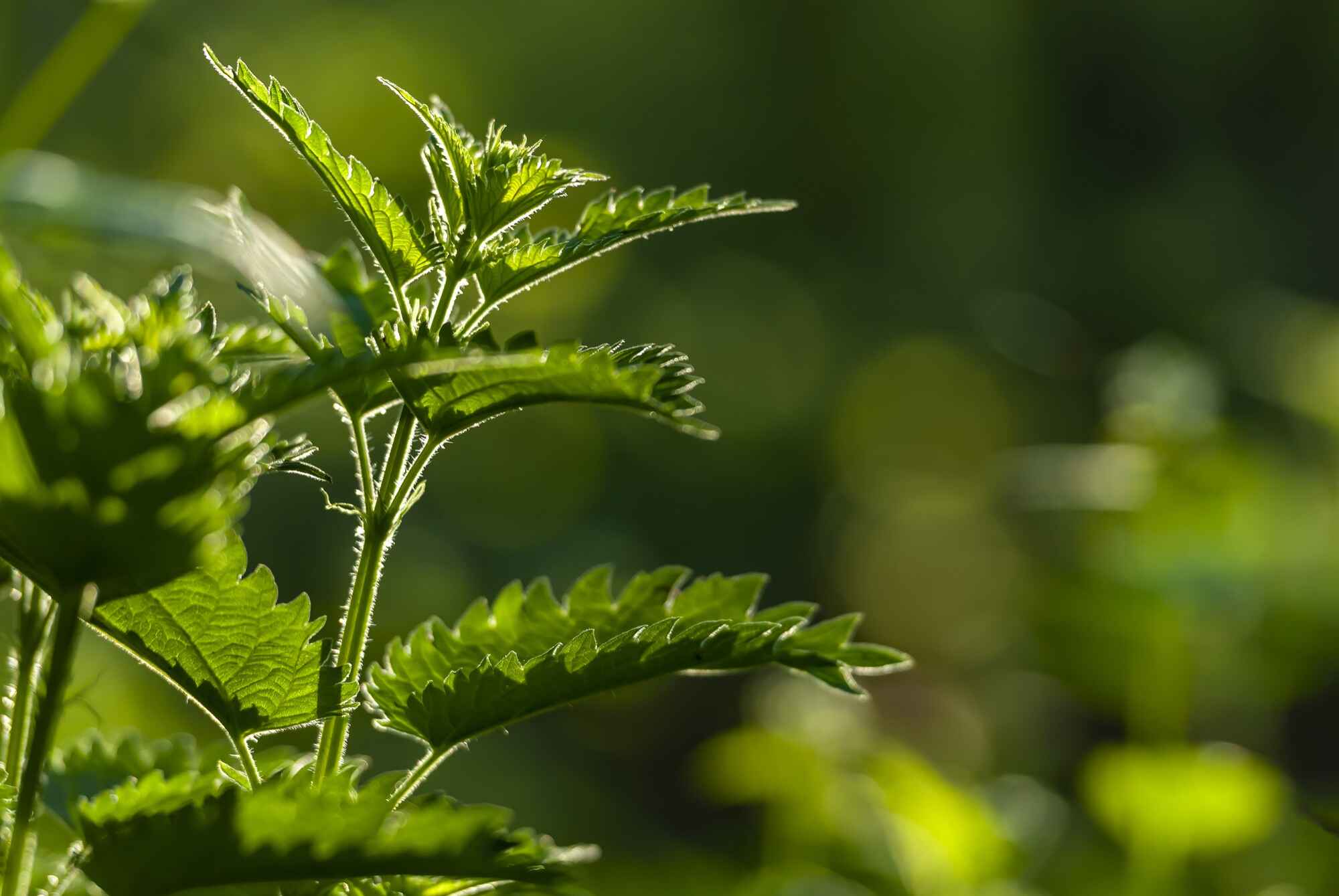 Plantes médicinales
