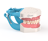A dental model showing upper and lower teeth set in gums, with a blue mechanical articulator attached to the base.