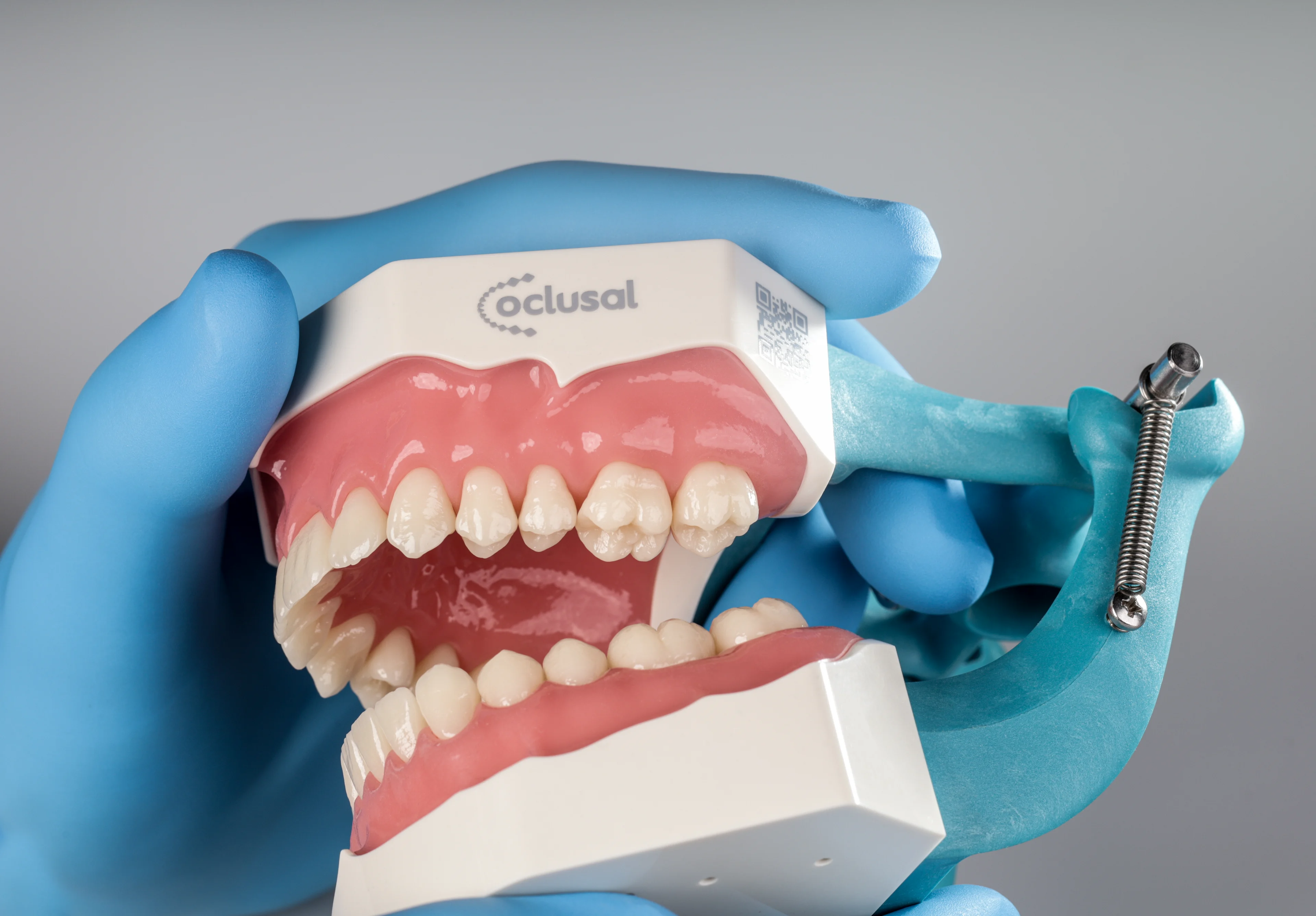 Close-up of a dental model held by a hand wearing a blue glove, showing detailed upper and lower teeth and gums with the brand name 'Oclusal' on the top part.