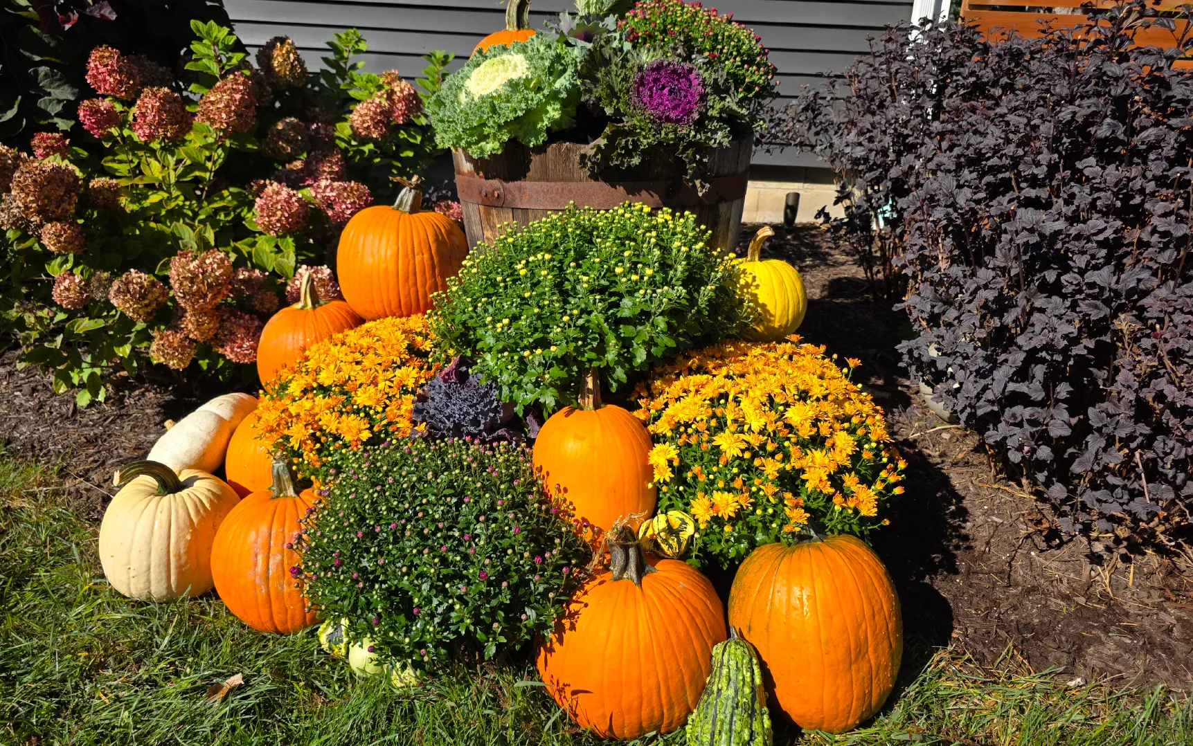 Outdoor autumn display featuring orange and white pumpkins, yellow and purple chrysanthemums, and ornamental kale in sunlight.