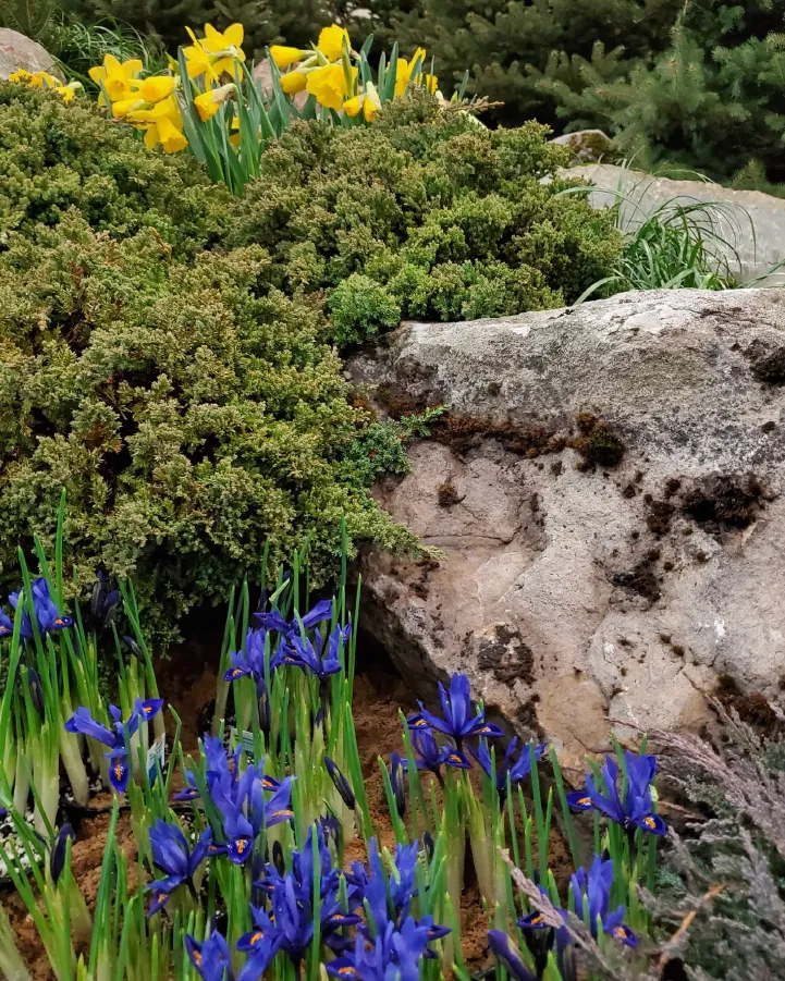 Garden scene with blooming yellow daffodils, blue irises, green shrubs, and large rocks.