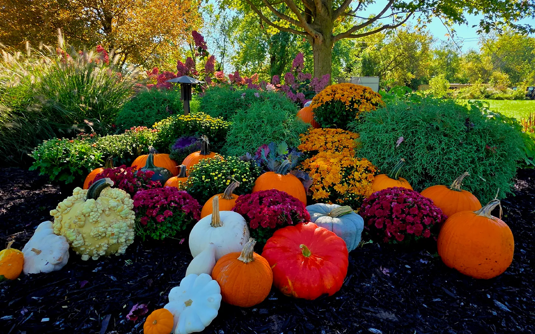 Autumn garden display with assorted pumpkins, colorful chrysanthemums, and green shrubs under a large tree on a sunny day.