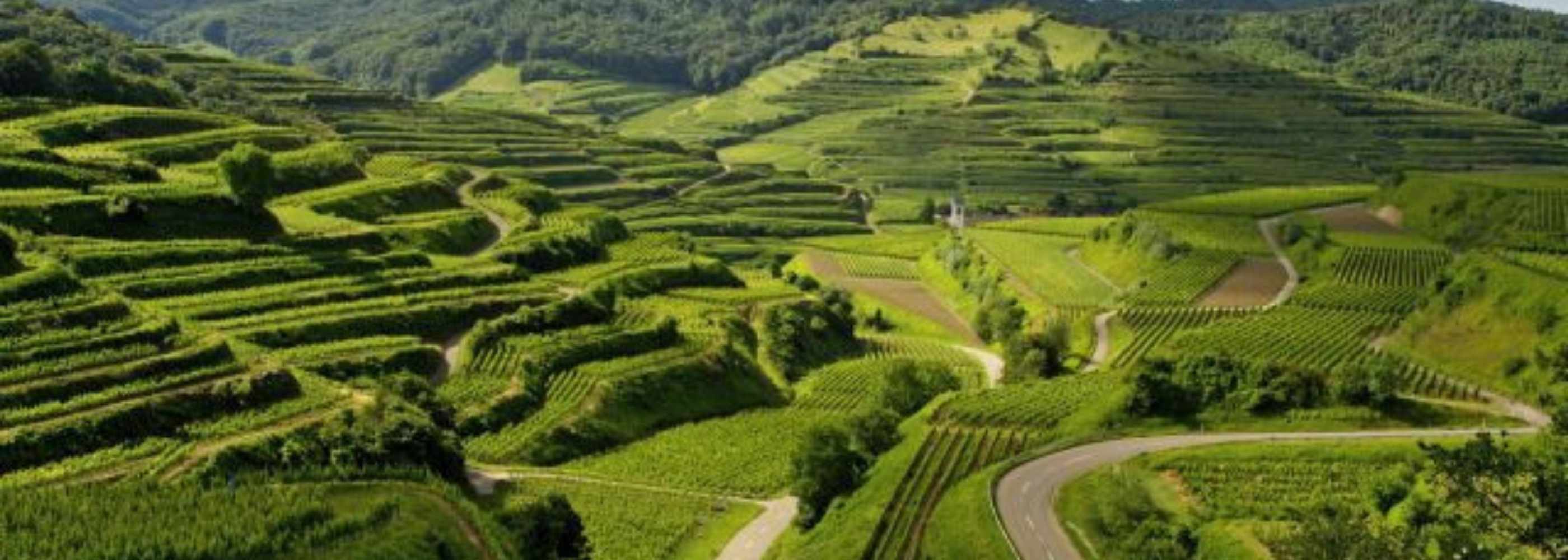 Drohnenaufnahme von Vogtsburg im Kaiserstuhl