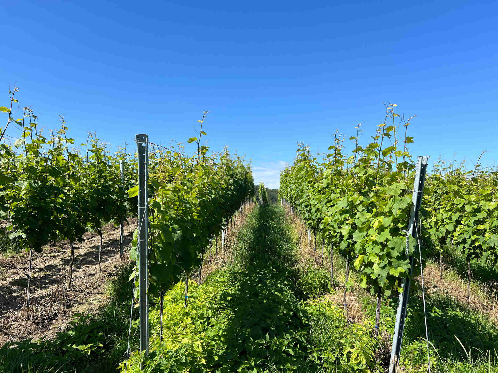 Weinreben unter blauem Himmel in Reihen gepflanzt