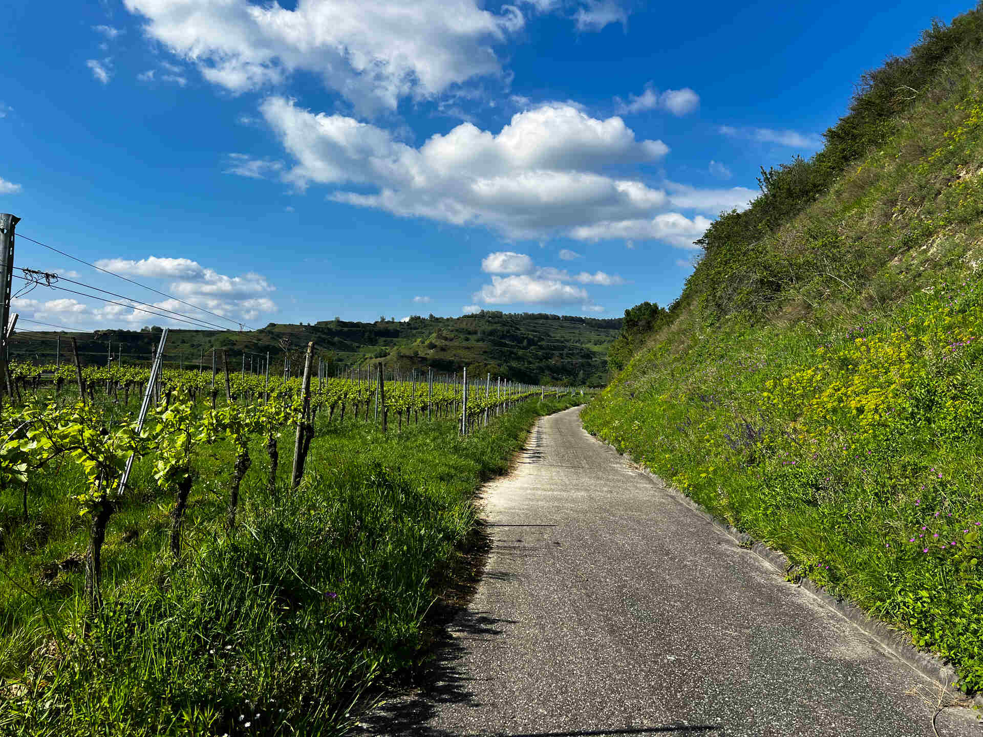 Wanderweg zwischen Weinbergen und Wiesen