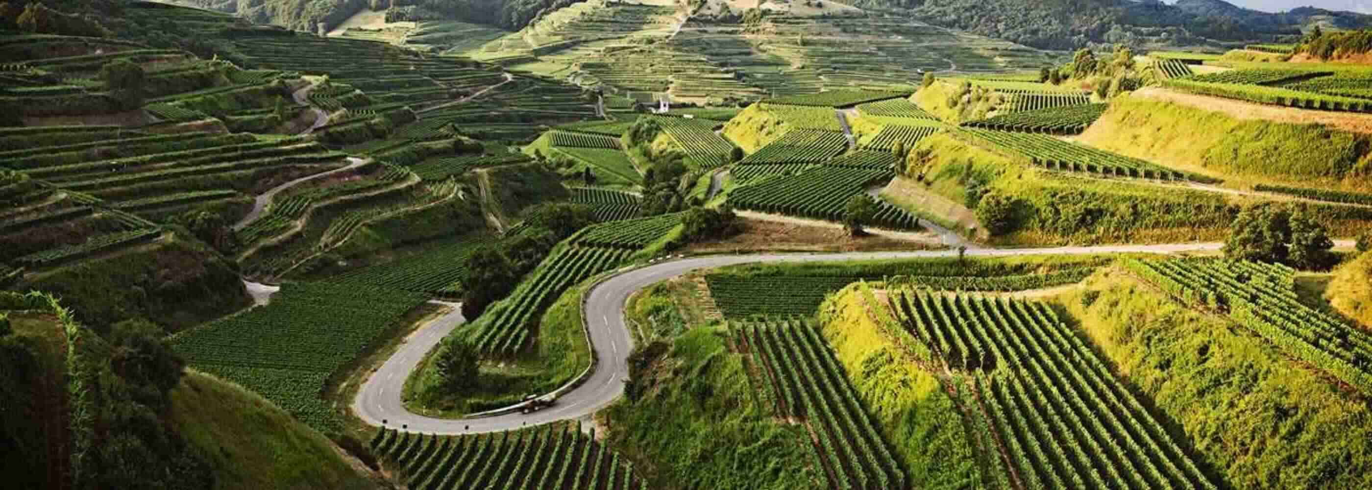 Drohnenaufnahme von Vogtsburg im Kaiserstuhl