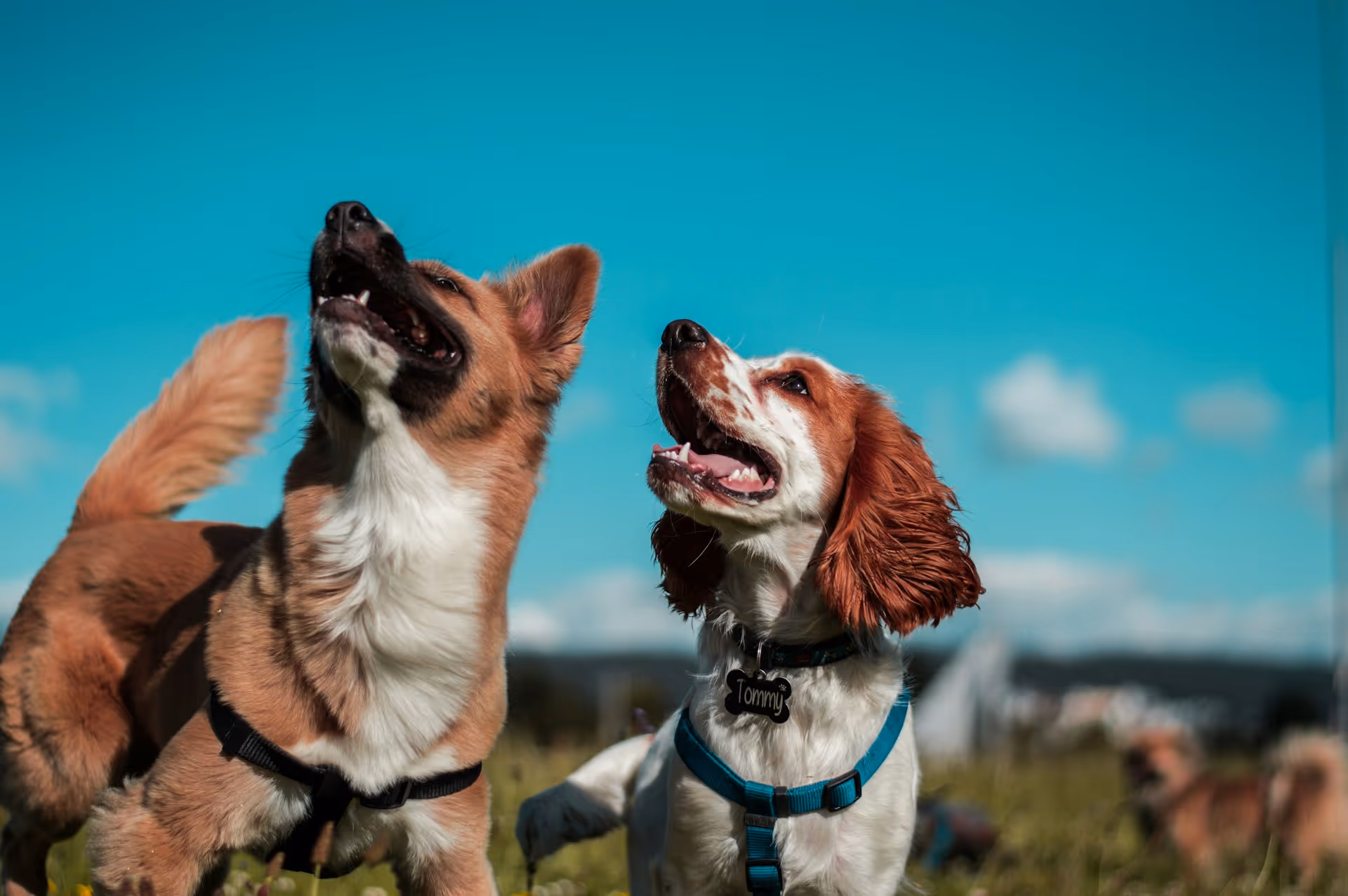 Happy Dog