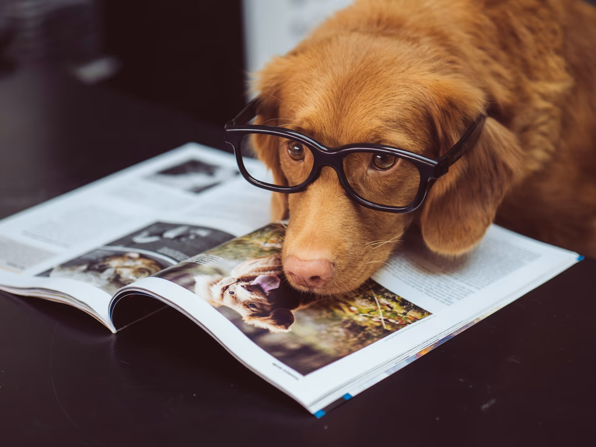 Nerdy Dog