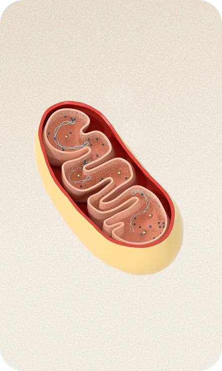3D illustration of a mitochondrion showing its outer membrane, inner folded membrane, and matrix.