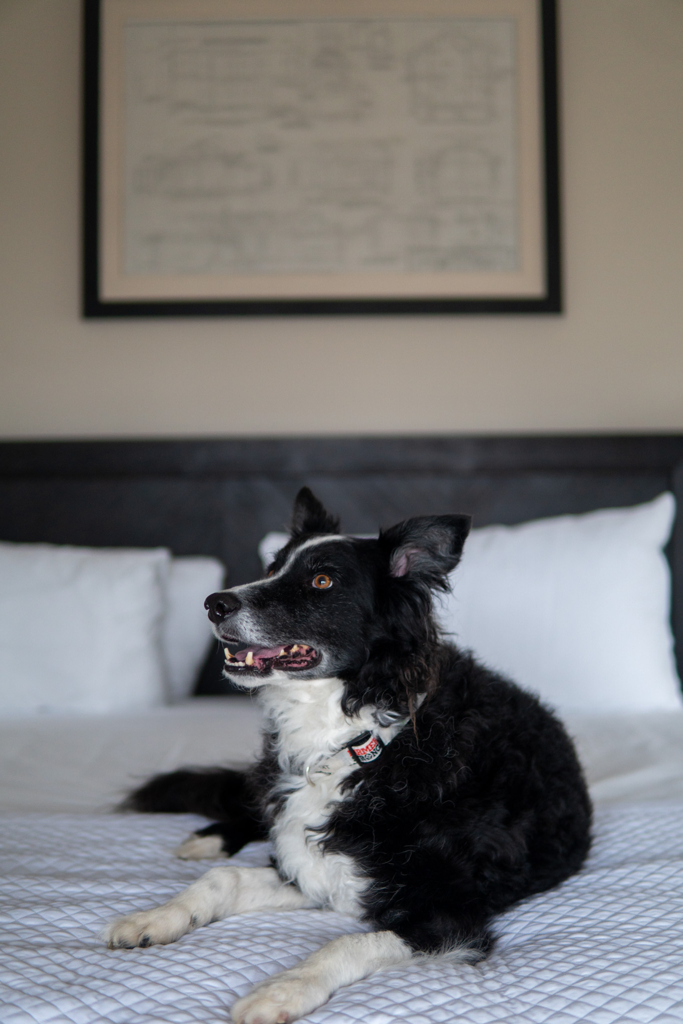 Dog relaxing on a guest room bed at Crestwood in the NC High Country