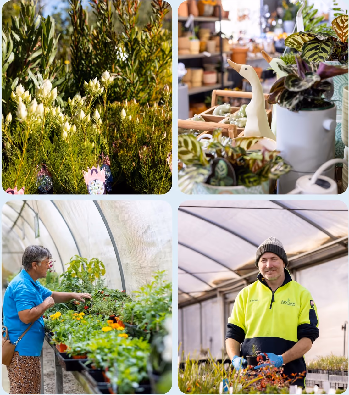 4 picture. Top left is a picture of plants, top right is a picture of giftwares, bottom left is a customer looking at plants, bottom right is a person standing in front of seedlings.