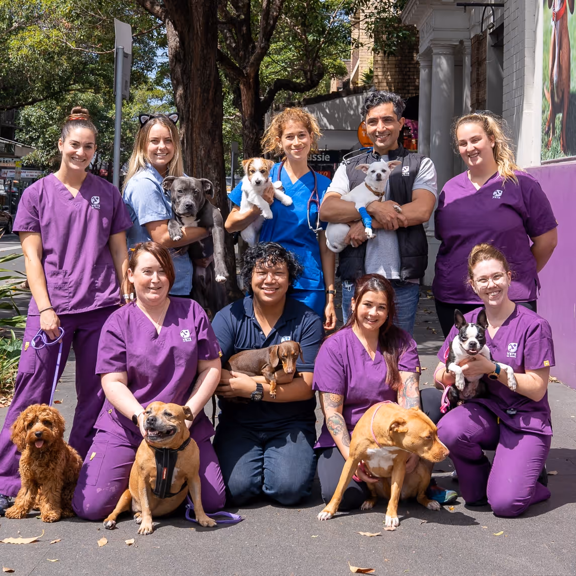 Vets on Crown team photo, holding little animals in Surry Hills NSW