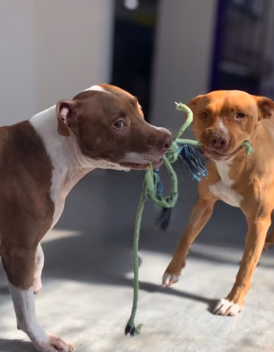 Doggy Daycare at Surrey Hills NSW