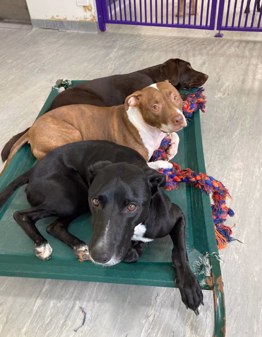 Doggy Daycare at Surrey Hills NSW