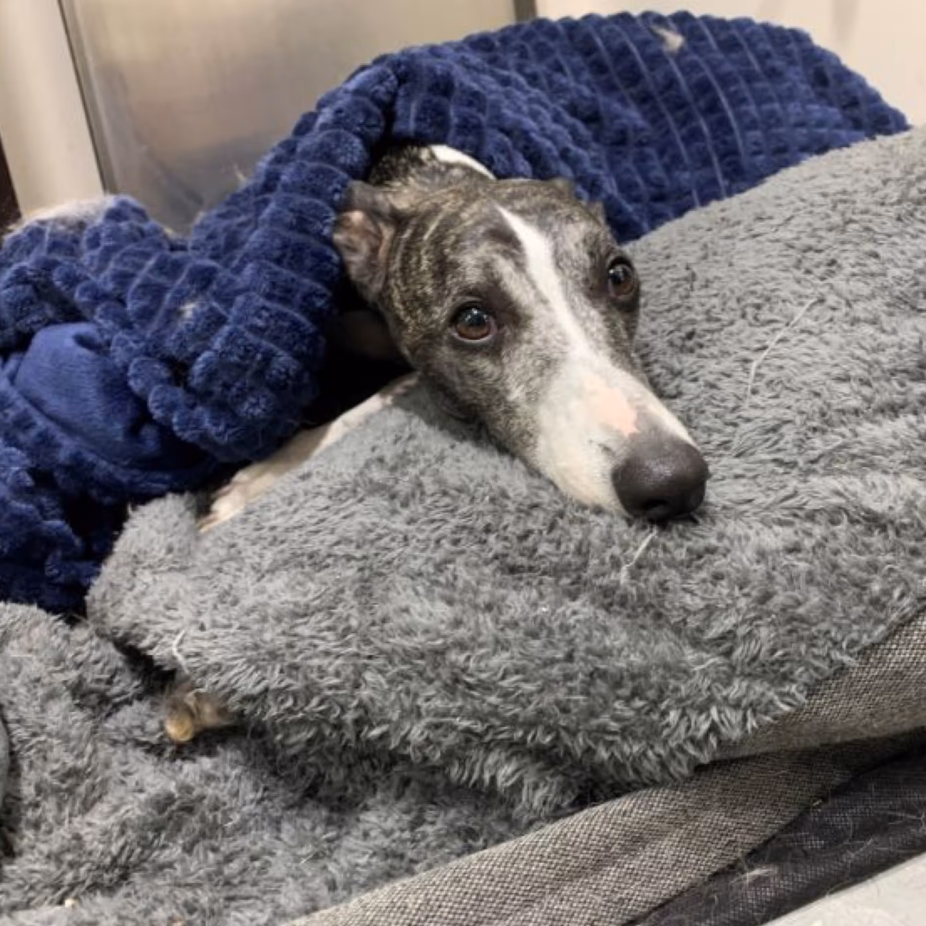 Doggy Daycare at Surrey Hill NSW