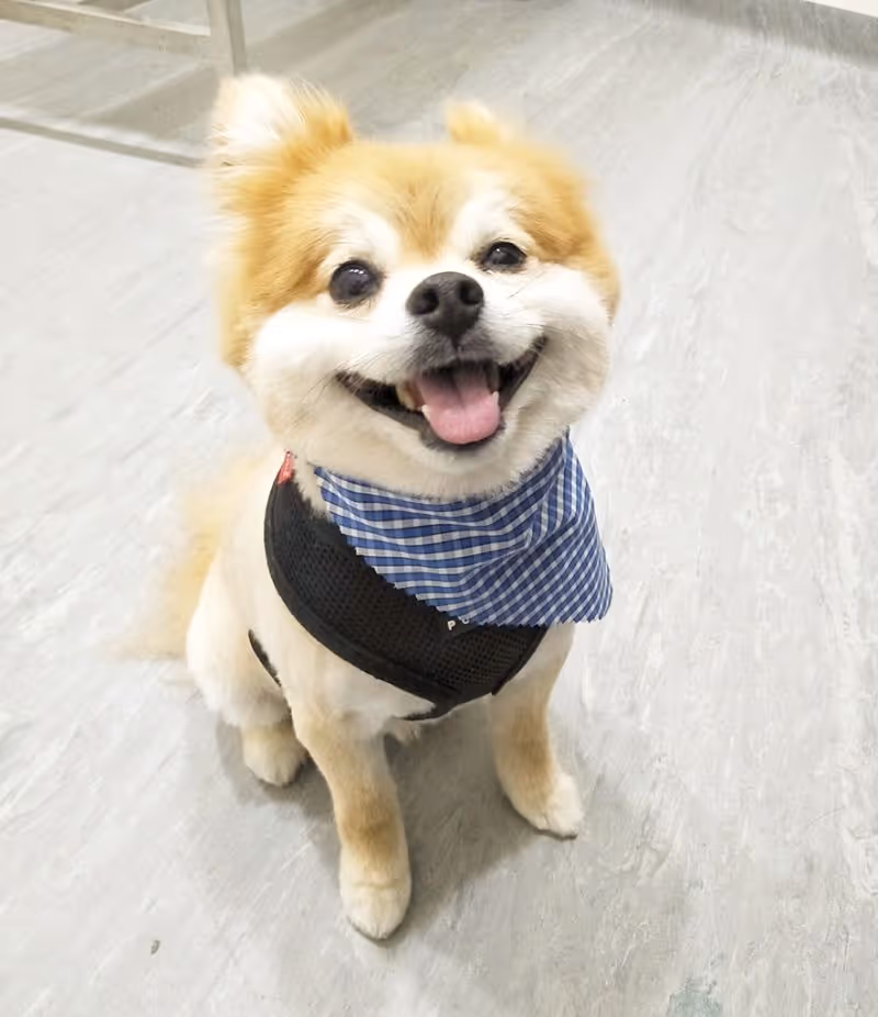 Dog getting groomed at Surrey Hills NSw