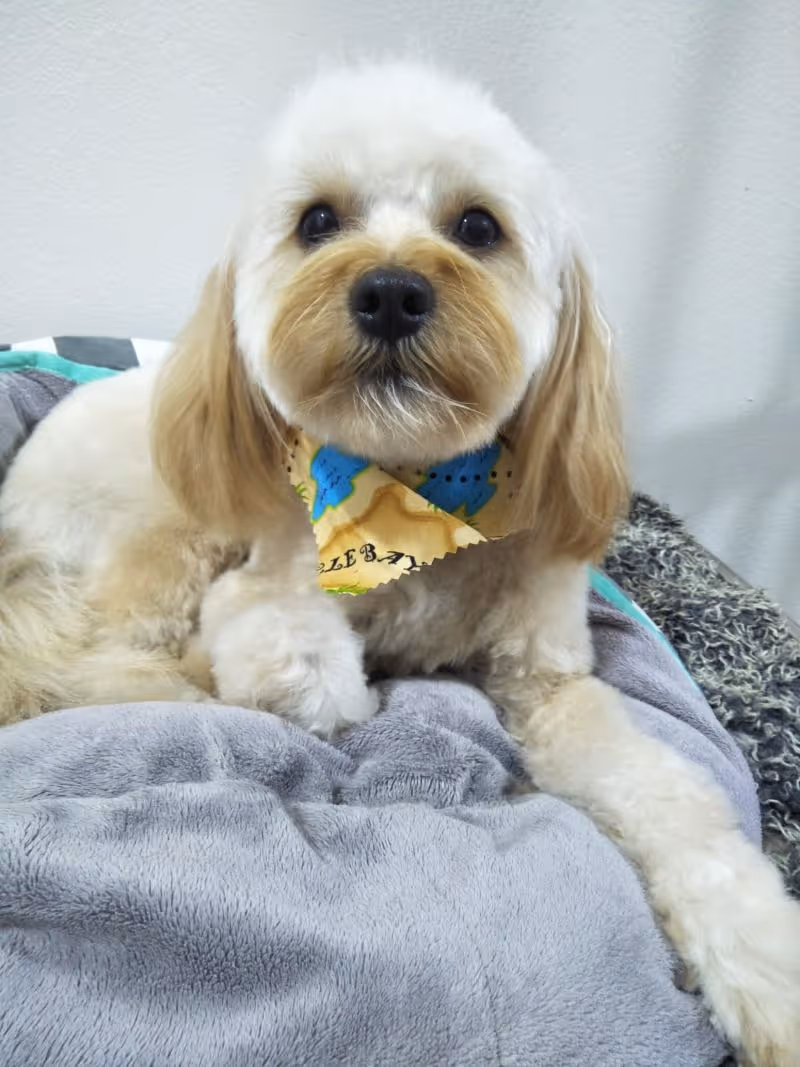Dog getting groomed at Surrey Hills NSw