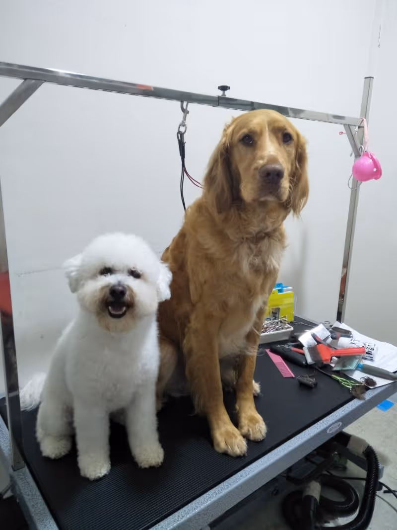 Dog getting groomed at Surrey Hills NSw