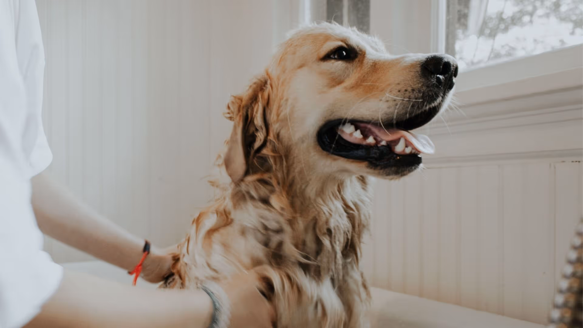 Dog getting groomed at Surrey Hills NSw