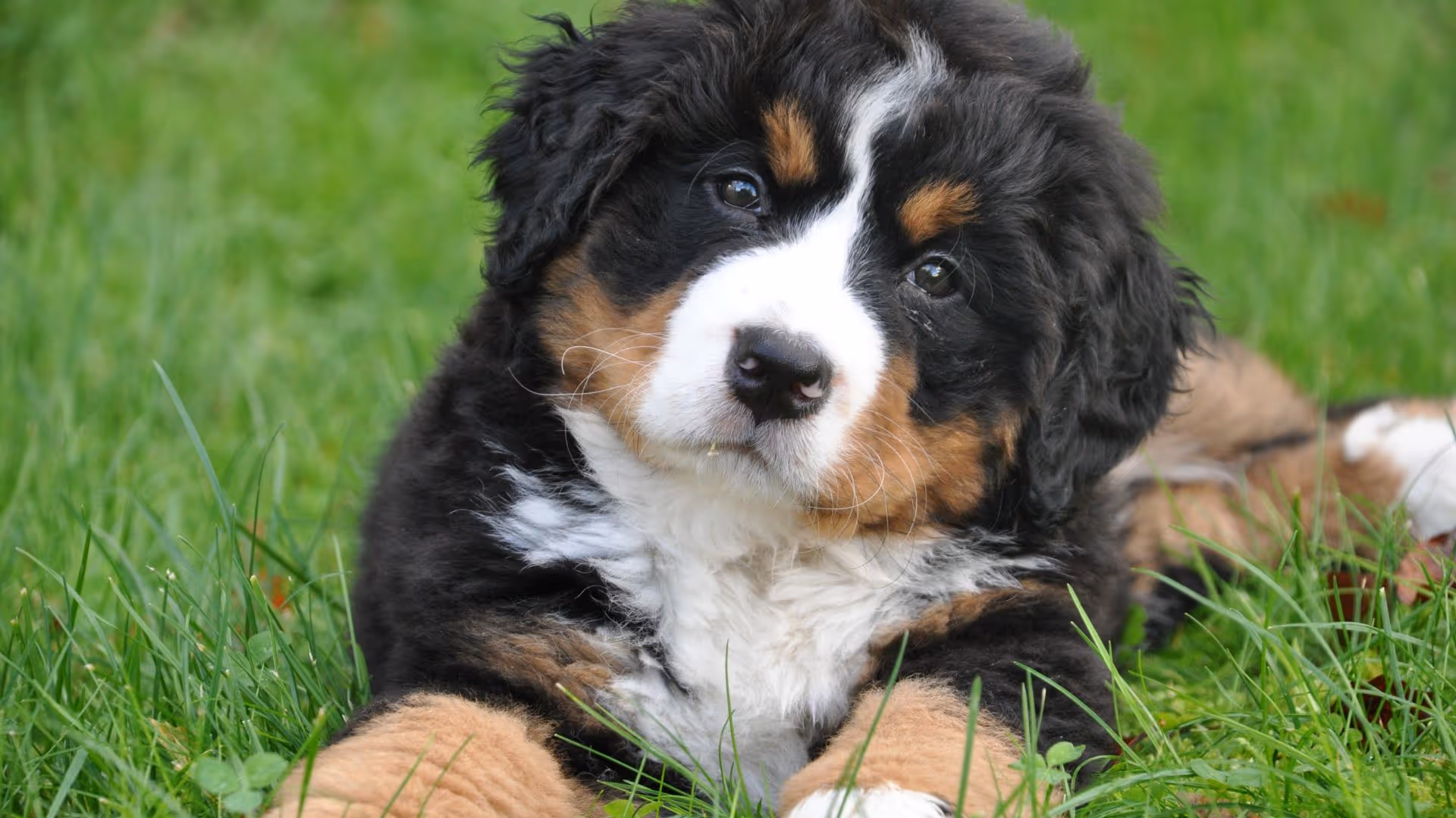 A cute dog at dog boarding in Surrey Hills NSW