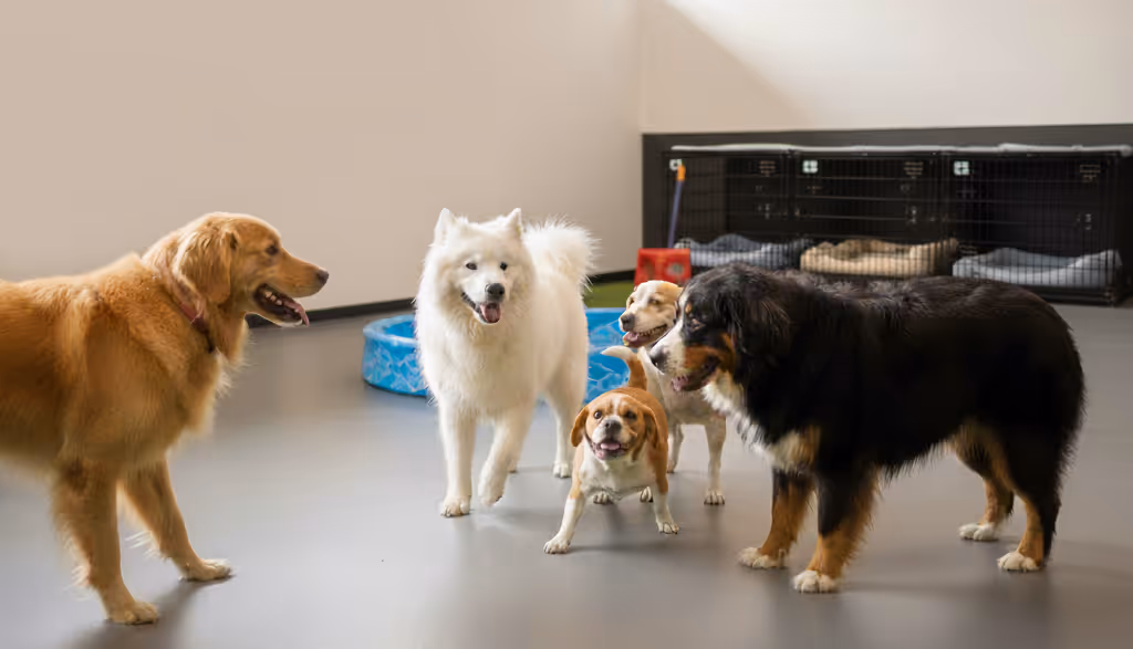 Dogs at boarding and grooming services in Surrey Hills NSW