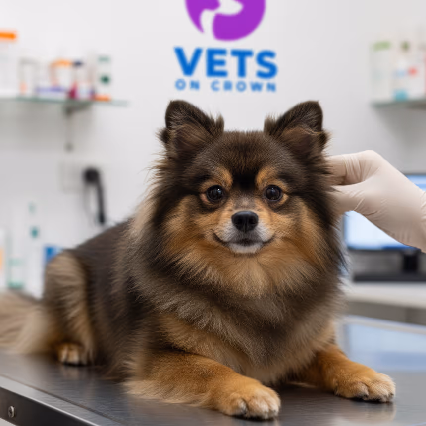 A pet receiving a lump and bump check in Surrey Hills NSW