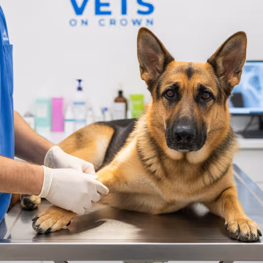 A dog receiving orthopaedic checkup at Surrey Hills NSW