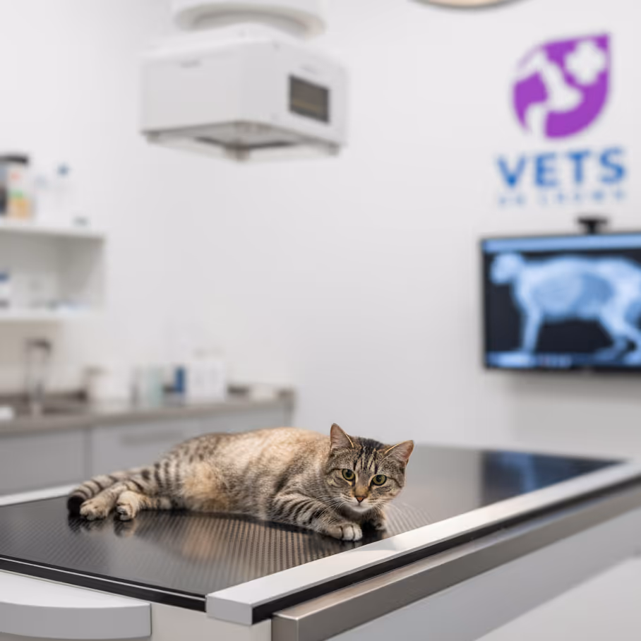 A pet getting ready for X-ray treatment at Surrey Hills NSW