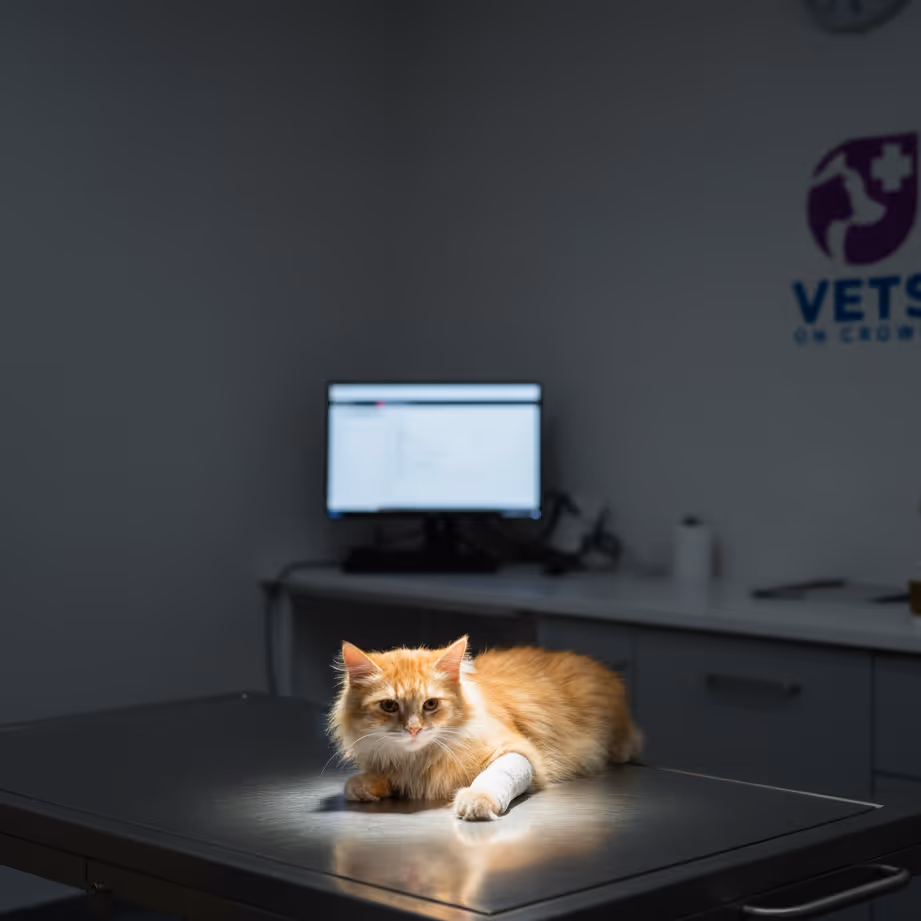 A pet receiving after hour care in Surrey Hills NSW