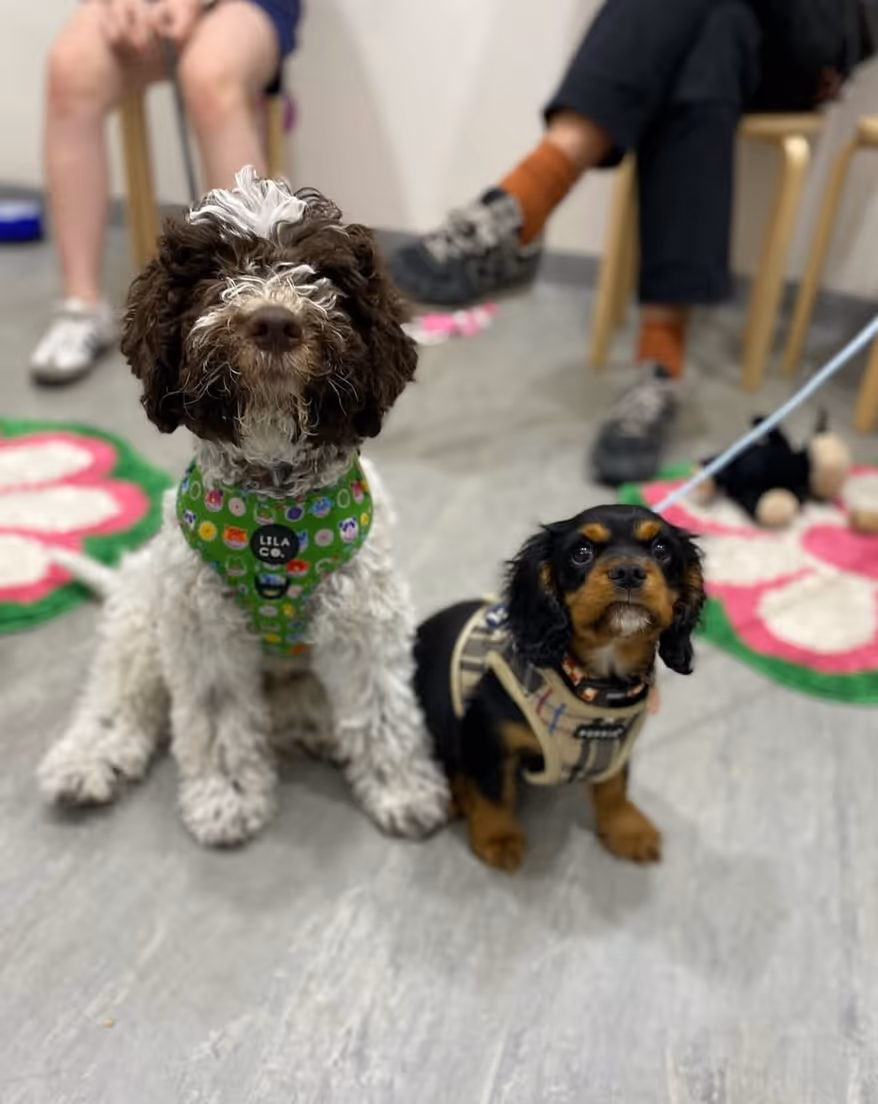 Puppy School at Surrey Hills NSW