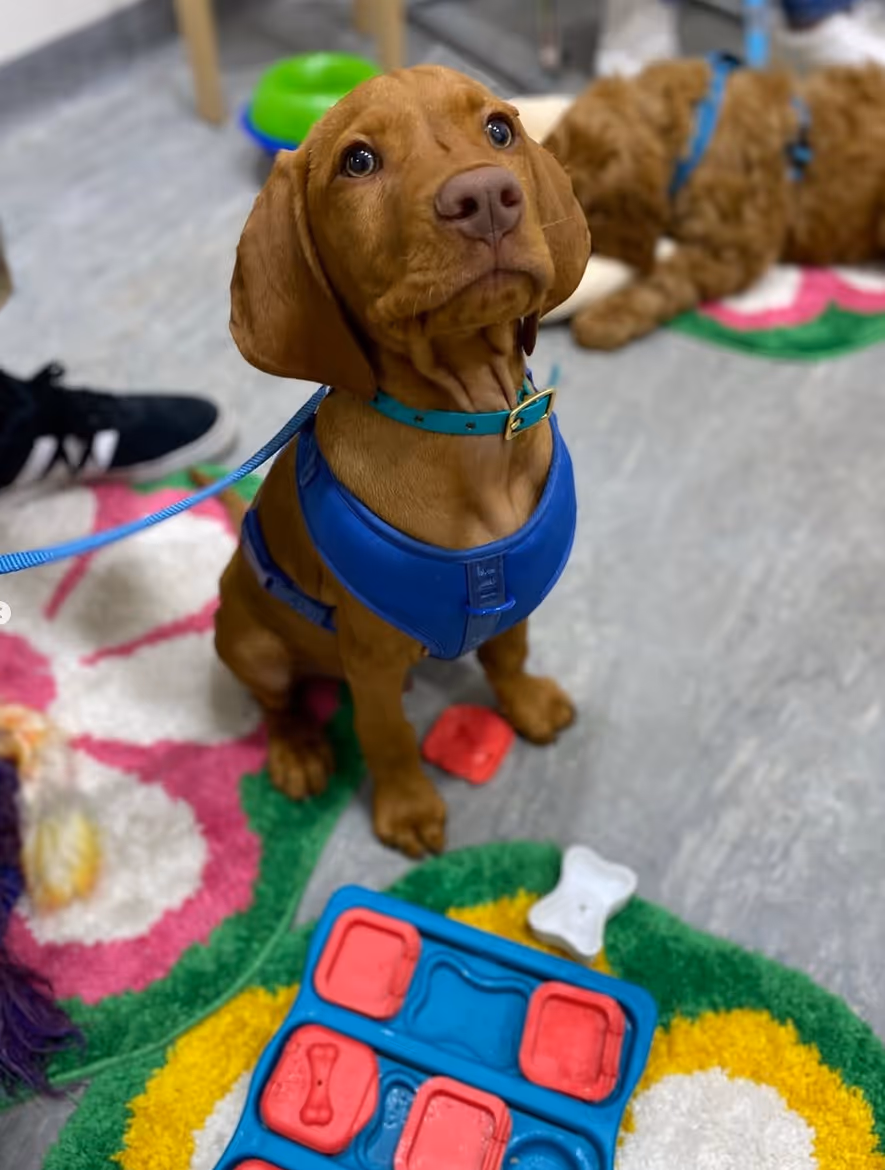 Puppy School at Surrey Hills NSW